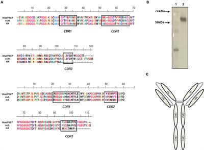 The Efficacy of Humanized Antibody against the Sporothrix Antigen, gp70, in Promoting Phagocytosis and Reducing Disease Burden